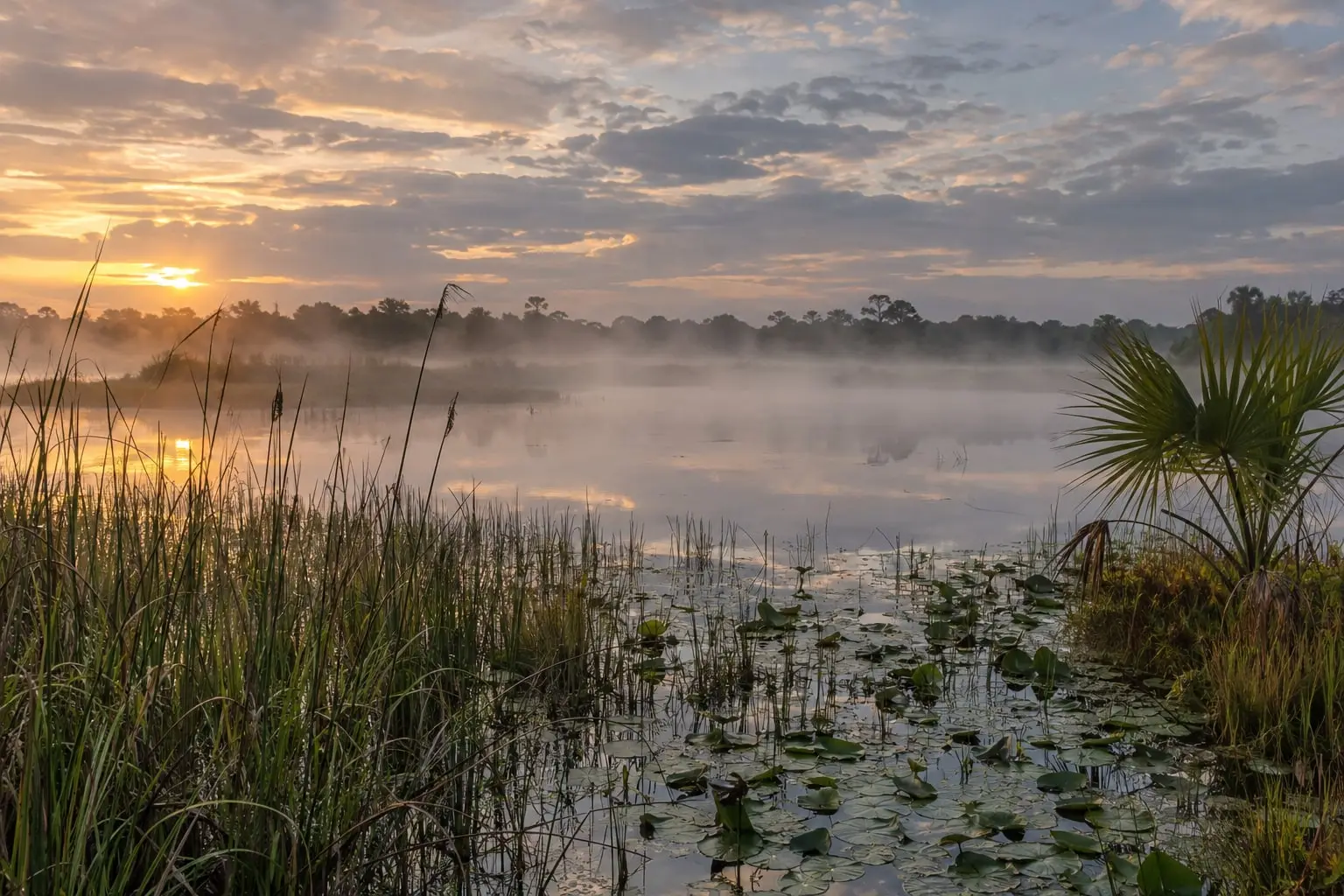 Tall reeds and floating plants at the edge of a shallow lake in early morning, with a low mist over the water and broken cloud lit gold at the horizon